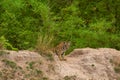 Indian Wild Royal Bengal Male Tiger Cub Portrait In Natural Green Background During Jungle Safari Or Drive At Bandhavgarh National