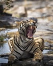 Indian wild royal bengal male tiger extreme close up or portrait with roar and yawn at ranthambore national park or tiger reserve Royalty Free Stock Photo