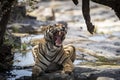 Indian wild royal bengal male tiger extreme close up or portrait with roar and yawn at ranthambore national park or tiger reserve Royalty Free Stock Photo