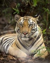 Indian wild royal bengal male tiger portrait in monsoon rains at bandhavgarh national park or tiger reserve umaria madhya pradesh