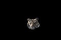 Indian wild royal bengal tiger portrait or closeup with eye contact in isolated black background at dhikala zone of jim corbett