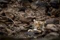 Indian wild royal bengal tiger resting on rocks and cooling off her body in cold water at ranthambore national park or tiger Royalty Free Stock Photo