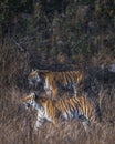 Indian wild royal bengal tiger side view stalking prey during outdoor safari at dhikala zone of jim corbett national park or tiger Royalty Free Stock Photo