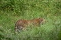 indian wild shy female leopard or panther or panthera pardus fusca head turn eye contact face in long grass in monsoon green