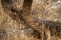 Indian wild shy male leopard or panther watching from behind tree trunk in summer season outdoor jungle safari at forest of Royalty Free Stock Photo