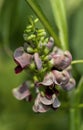 Indian Wild Sweet Potato Wildflower - Apios americana - Groundnut - Virginia Potato - Wild Bean