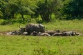 Indian wild water buffalo Yala National Park Sri Lanka Ceylon Royalty Free Stock Photo