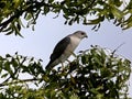 The Indian Wildlife bird falcon