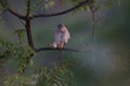 The Indian Wildlife bird falcon