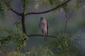 The Indian Wildlife bird falcon