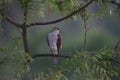 The Indian Wildlife bird falcon