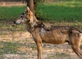 Indian wolf Royalty Free Stock Photo