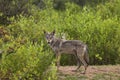 Indian Wolf, Canis lupus pallipes, female, Karnataka Royalty Free Stock Photo