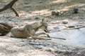 Indian wolf or Gray Wolf Royalty Free Stock Photo