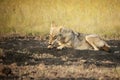 Indian wolf or Canis Lupus pallipes, Satara, Maharashtra Royalty Free Stock Photo