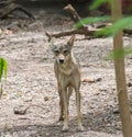 Indian Wolf Royalty Free Stock Photo