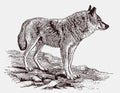 Indian wolf canis lupus pallipes standing in a rocky landscape Royalty Free Stock Photo