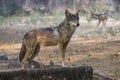 The closeup image of indian wolf Royalty Free Stock Photo