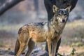 The closeup image of indian wolf Royalty Free Stock Photo