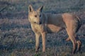 Indian wolf dag in wildlife Royalty Free Stock Photo