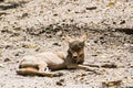 Indian Wolf resting on ground Royalty Free Stock Photo