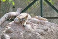 Indian Wolf Sadly Looking while resting on Mound Royalty Free Stock Photo