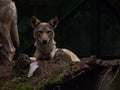 Indian Wolf Sitting on Ramp