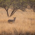 Indian wolf Royalty Free Stock Photo