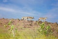 Indian wolves, Canis lupus pallipes with their pack, Satara, Maharashtra Royalty Free Stock Photo