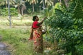 an Indian woman collects white flowers from the tree to the basket