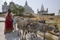 Indian woman with donkeys - Sonagiri - India