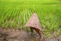 Indian woman farmer planting rice saplings.