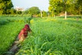 Indian woman farmer working in green agriculture field, female pick leaves, harvesting, village life.