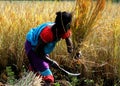 Female Farmer works in a paddy field in a remote village of wb