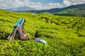 Indian woman harvests tea leaves at tea plantation at Munnar