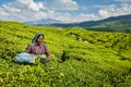 Indian woman harvests tea leaves at tea plantation at Munnar