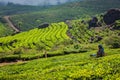 Indian woman harvests tea leaves at tea plantation at Munnar