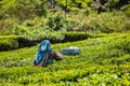 Indian woman harvests tea leaves at tea plantation at Munnar