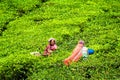 Indian woman harvests tea leaves at tea plantation at Munnar