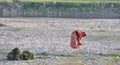 Indian Woman Picking Up Grass