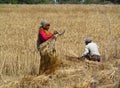 Indian woman working in the field