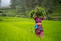 Indian woman working in the irrigated green fields