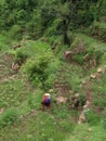 Indian woman working in Village Farms