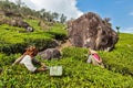 Indian women harvest tea leaves at tea plantation at Munnar