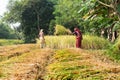 Indian women are harvesting rice paddies. Royalty Free Stock Photo