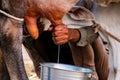 ,indian women milking cow with hands,details of manual milking milk in small Indian rural farm Royalty Free Stock Photo