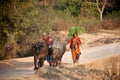 Indian women with pets on road Royalty Free Stock Photo