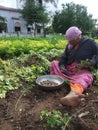 Indian Women Work At Agriculture With Soil