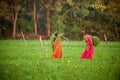 Indian women work at farmland