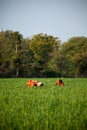 Indian women work at farmland